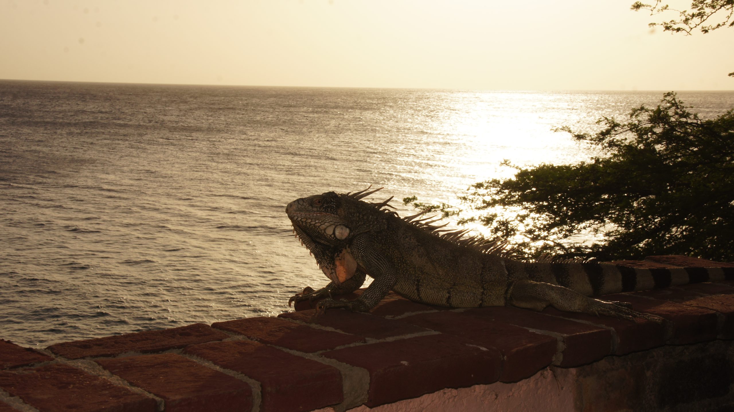 Iguana im Sonnenuntergang
